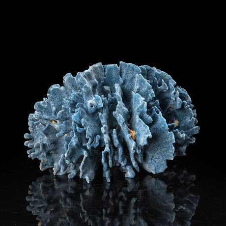 Large // Natural Blue Ridge Coral v.1