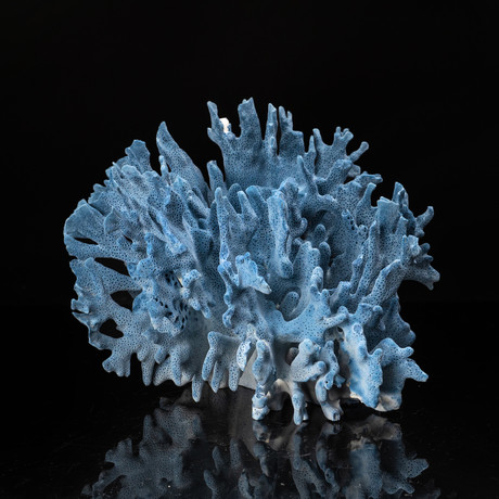 Large // Natural Blue Ridge Coral v.2