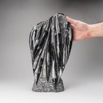 Orthoceras Fossil Statue