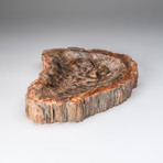 Petrified Wood Bowl v.2