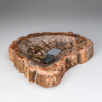 Petrified Wood Bowl v.2