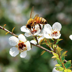 Master Beekeeper Manuka // D’Urville Island Single-Hive Honey // MGO 152+ (270g)