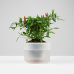 Till Planter // Set of 3 (Small)