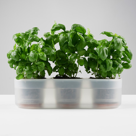 Till Planter // Set of 2