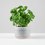 Till Planter // Set of 3 (Small)