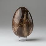 Petrified Wood Egg + Acrylic Display Ring // V2
