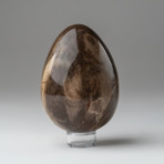 Petrified Wood Egg + Acrylic Display Ring // V2