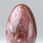 Petrified Wood Egg + Acrylic Display Ring // V1