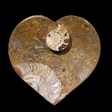 Ammonite and Belemnite Dish // Heart