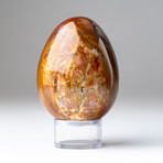 Petrified Wood Egg + Acrylic Display Stand