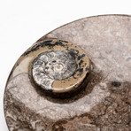Orthoceras Ammonite Dish