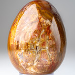 Petrified Wood Egg + Acrylic Display Stand