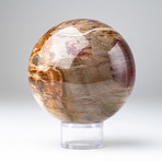 Petrified Wood Sphere + Acrylic Display Ring v.2
