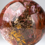 Petrified Wood Sphere + Acrylic Display Ring v.1