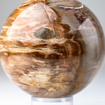 Petrified Wood Sphere + Acrylic Display Ring v.2