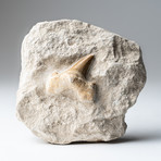 Pre-Historic Shark Tooth Fossil + Matrix