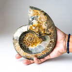 Calcified + Opalized Ammonite Fossil + Acrylic Display Stand