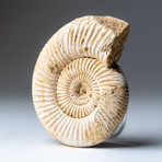 Natural Ammonite Fossil