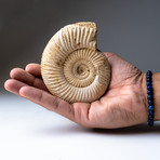 Natural Ammonite Fossil