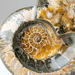 Calcified + Opalized Ammonite Fossil + Acrylic Display Stand