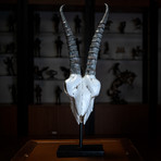 Antelope Skull