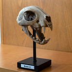 Bob Cat Skull
