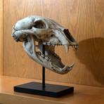 Black Bear Skull