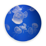 Sea Jellies (Round) // High Gloss Panel (15"W x 15"H x 0.5"D)