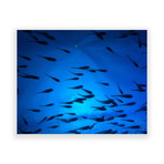 Blue Swim // High Gloss Panel (12"W  x  15 "H x 0.5"D)