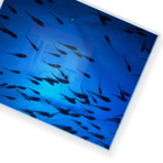 Blue Swim // High Gloss Panel (12"W  x  15 "H x 0.5"D)