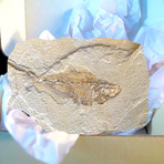 Partial Fossil Fish