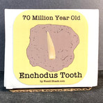 70 Million Year Old Enchodus Tooth in Matrix