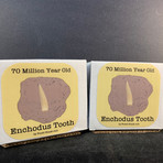 70 Million Year Old Enchodus Tooth in Matrix