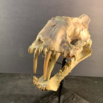 Sabertooth Skull