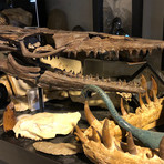 Wicked 70 Million Year Old Mosasaur Skull