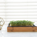 Grow Kit + Bamboo Frame // Super Salad Mix, Hearty Broccoli, Energizing Kale