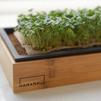 Grow Kit + Bamboo Frame // Super Salad Mix, Hearty Broccoli, Energizing Kale