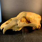 Cave Bear Skull