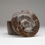 Ammonite Container + Lid