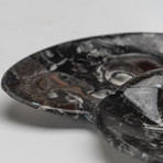 Orthoceras Ammonite Fossil Dish