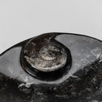 Petite Orthoceras Ammonite Fossil Dish