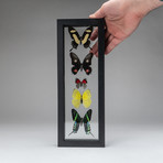 5 Multi-Color Butterflies + Clear Display Frame