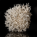 Natural Birds Nest Coral