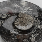 Orthoceras Ammonite Fossil Dish