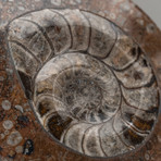 Ammonite Container + Lid