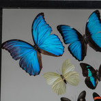 32 Butterflies + Clear Display Frame
