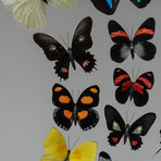 32 Butterflies + Clear Display Frame