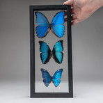 3 Blue Butterflies + Clear Display Frame