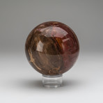 Petrified Wood Sphere + Acrylic Display Ring