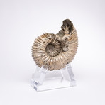 Madagascar Douvilleiceras Ammonite Fossil